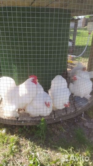 Куры карликовый кохинхин