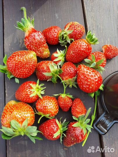 Клубника земляника садовая рассада