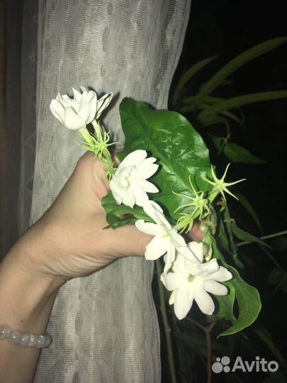 Жасмин самбак