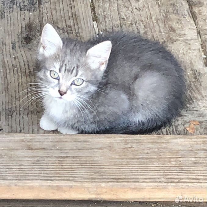 Котенок серый красивый в добрые руки бесплатно