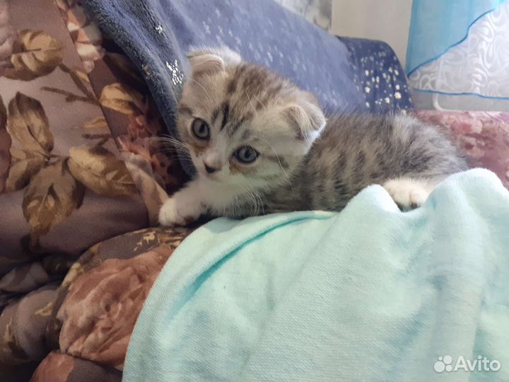 Шотландские вислоухие котята