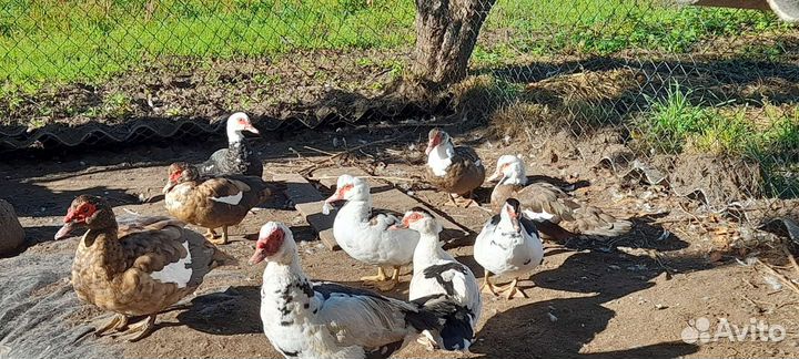 Мускусные утки