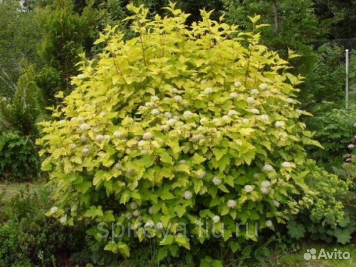 Декоративные кустарники