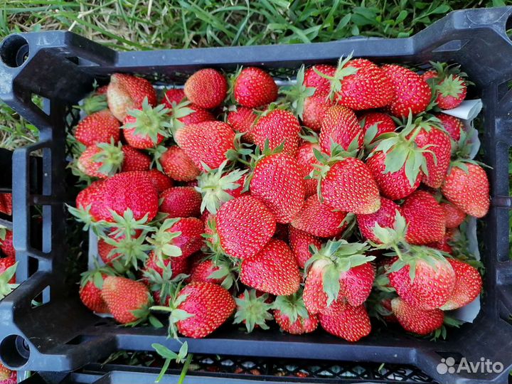 Рассада клубники фестивальная, зенга-зенгана