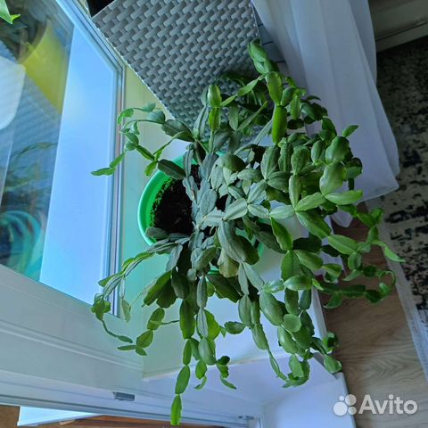 Декабрист шлюмбергера