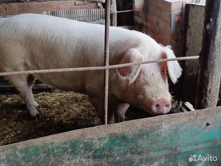 Хряк на племя