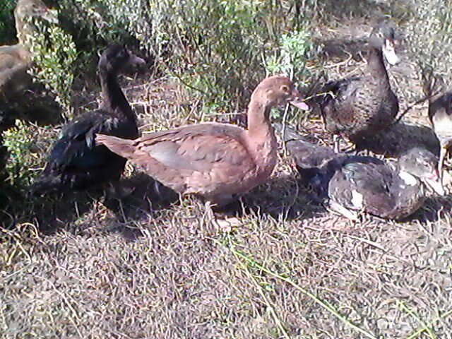 Молодые селезни