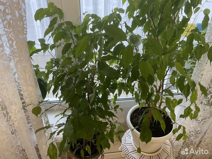 Большие фикусы