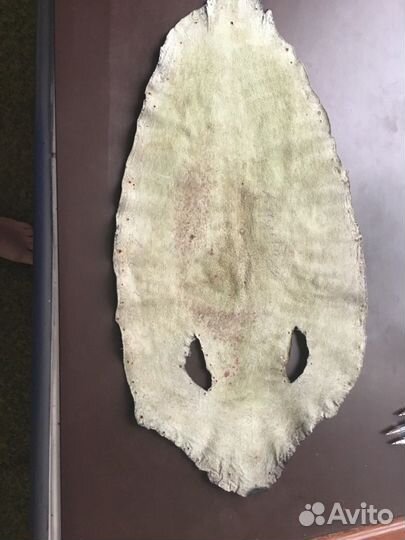 Шкура ската