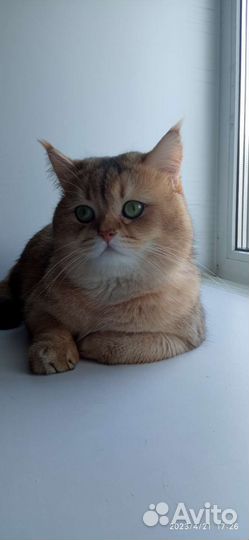 Шотландский кот на вязку