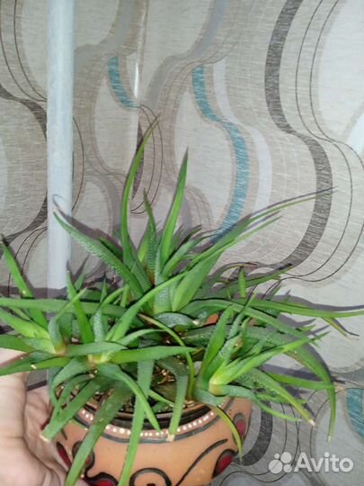 Суккуленты