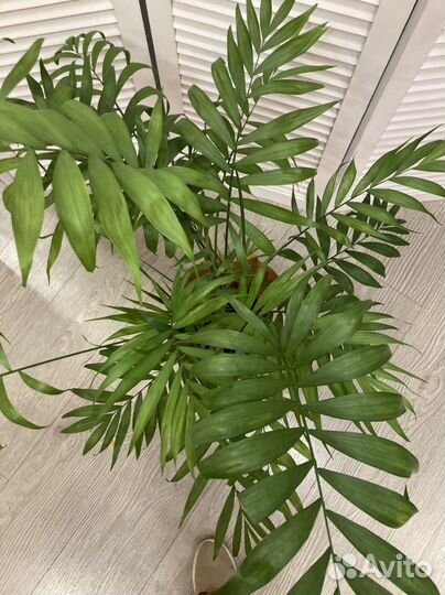Пальма хамедорея 80см