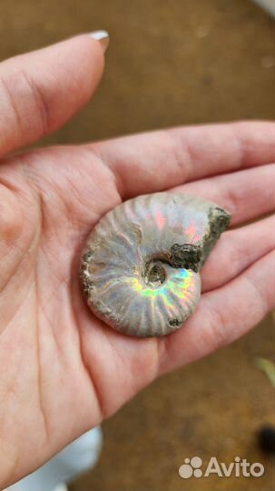 Окаменелости аммониты