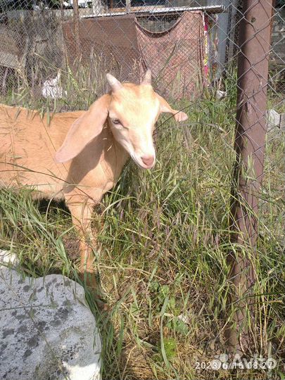 Продаются козлики