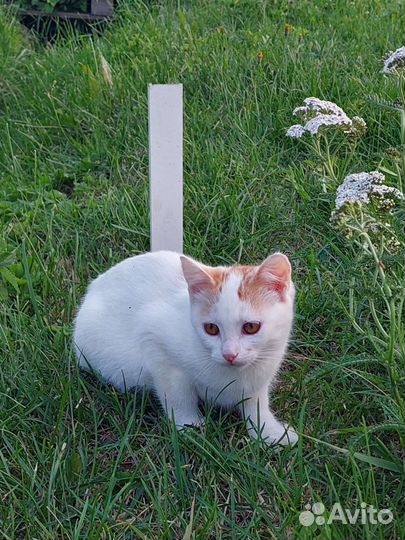 Котята в добрые руки бесплатно