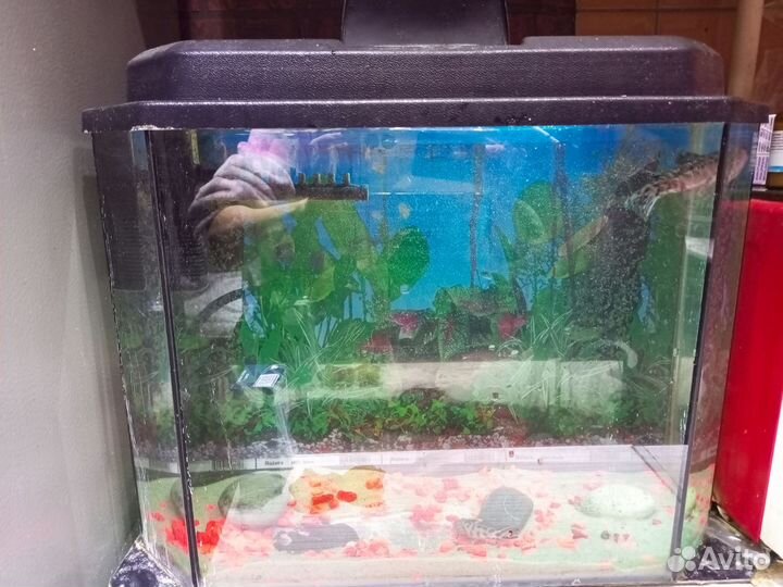 Аквариум