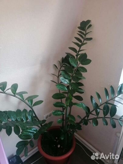 Замиокулькас