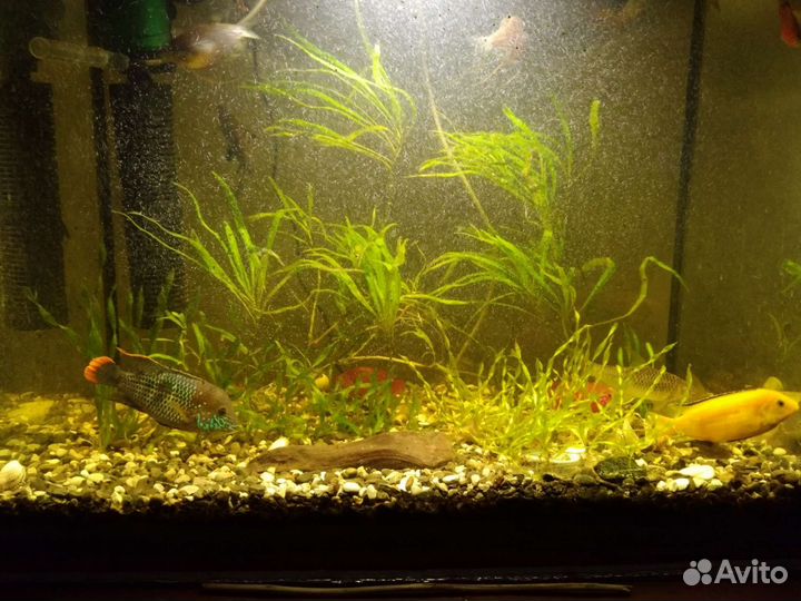 Аквариумные рыбы