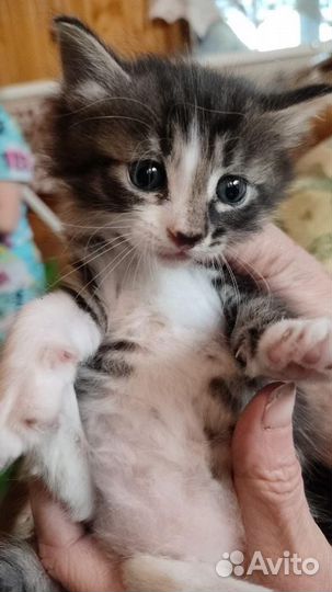 Котята в добрые руки бесплатно