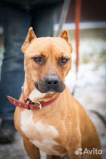 Бест/Один ищет дом