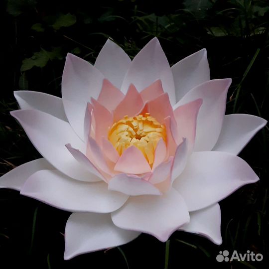 Лотос.Украшение для пруда и сада.Кувшинка.Нимфея