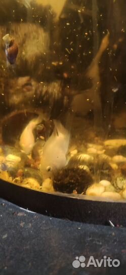 Платиновый мини попугай