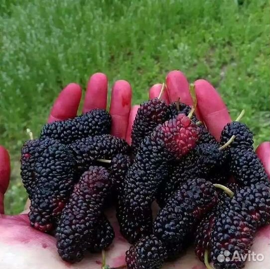 Саженцы шелковицы