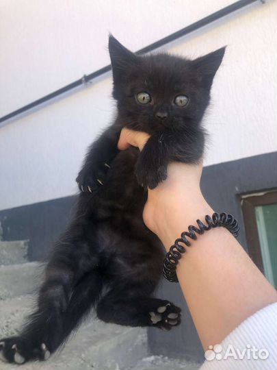 Котята британской кошки