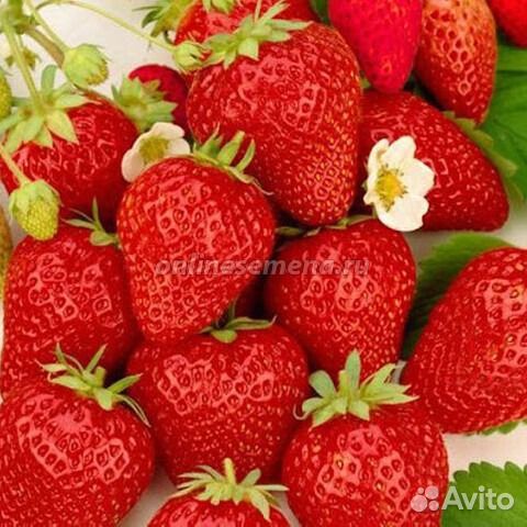 Саженцы виктории