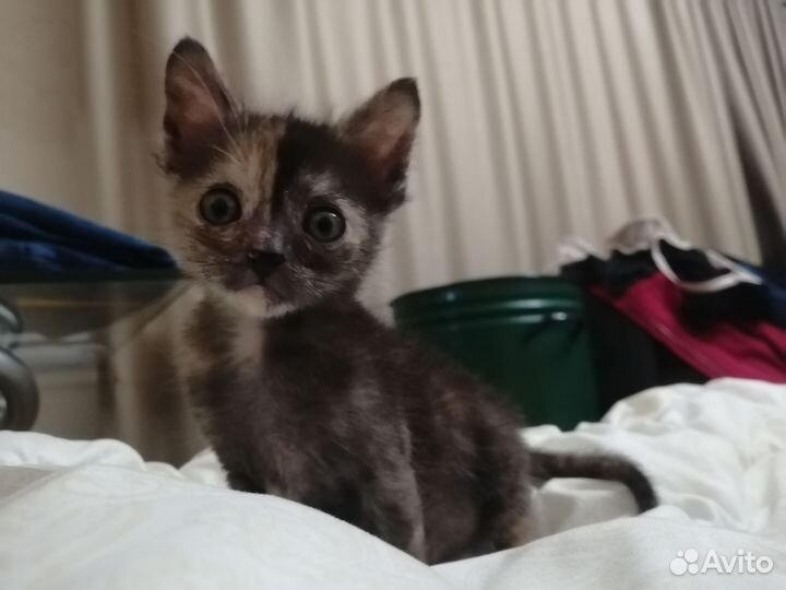 Кошки в добрые руки