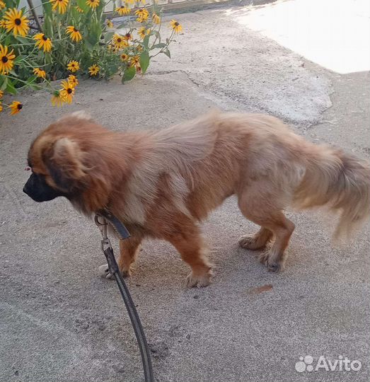 Маленькие собачки из приюта