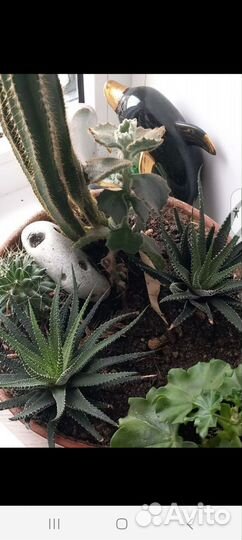 Растения для дома