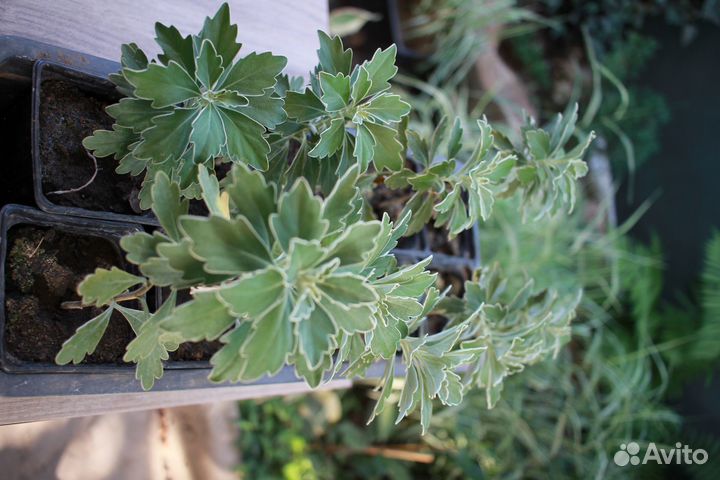 Аяния Бересклеты Плющ