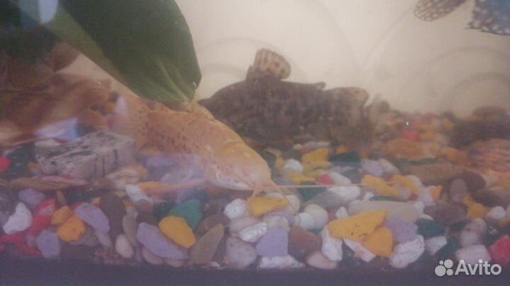 Аквариум с рыбками