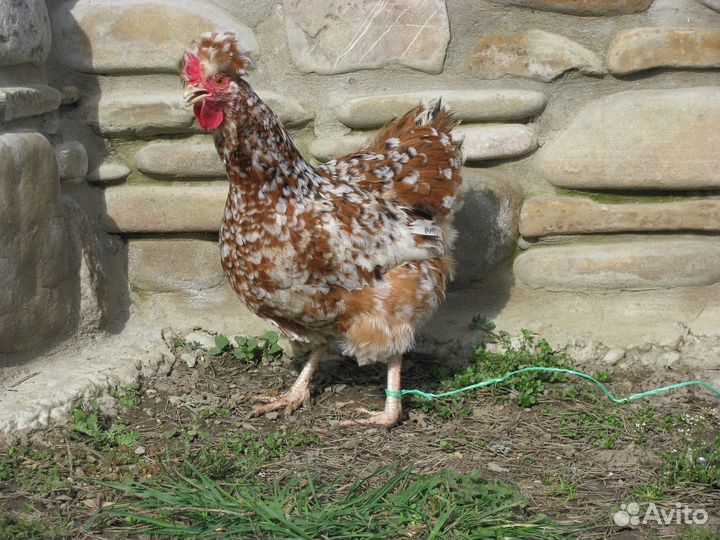 Яйцо домашнее, Свежее.Яйцо на инкубацию