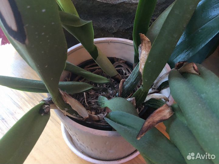 Цветущая каттлея арома