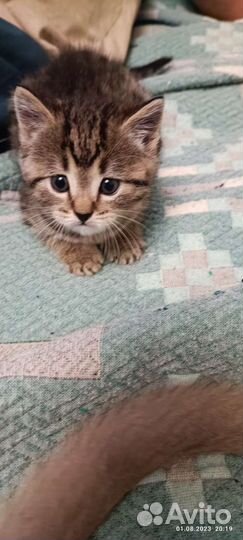 Кошка в дар бесплатно