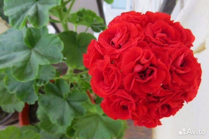 Герань пеларгония