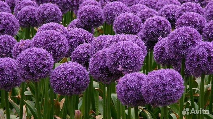 Лук Суворова (анзур) луковицы крупные, здоровые