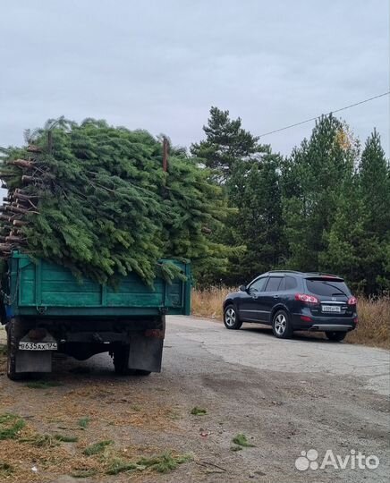 Сосна (елка) Новогодняя