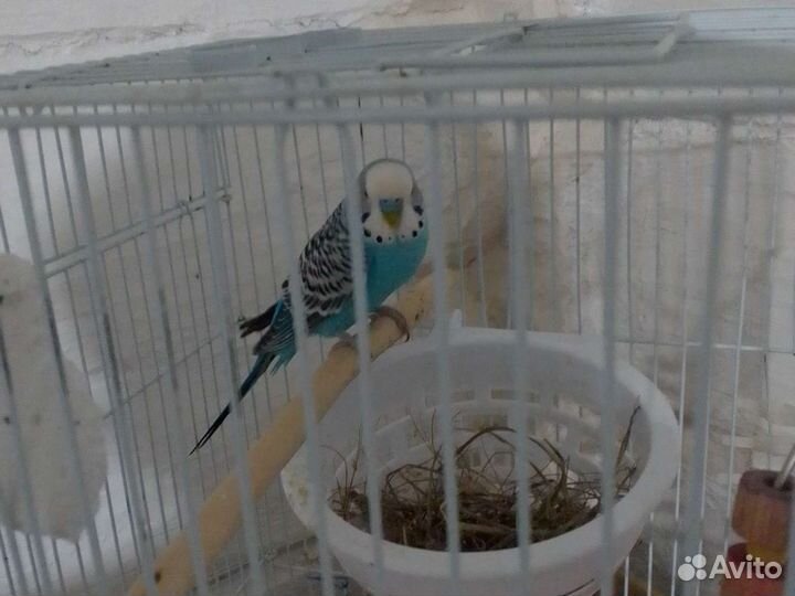 Волнистый попугай самец