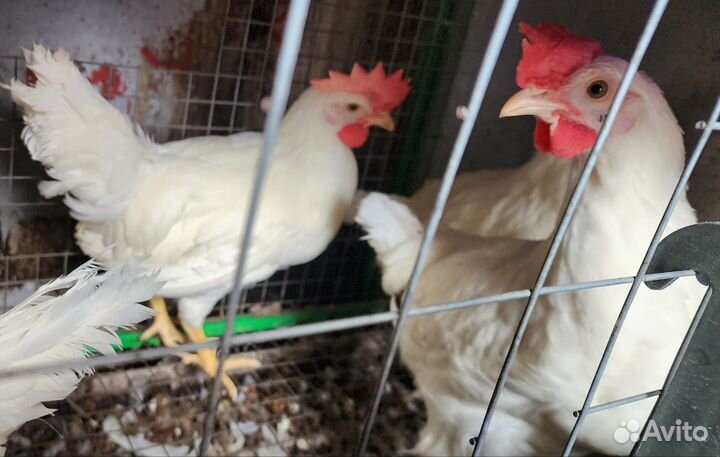 Петух леггорн порода