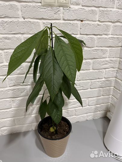 Авокадо растение