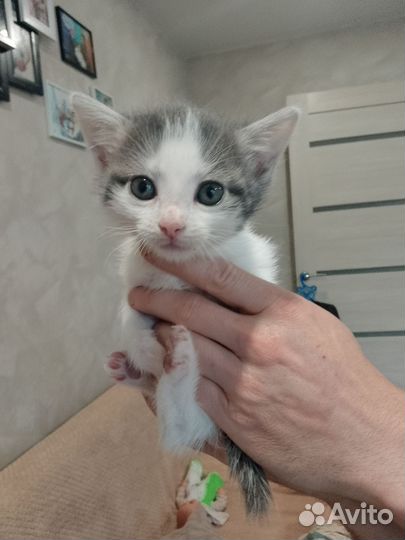 Кошечку в добрые руки