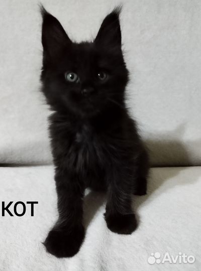 Котята мейн-кун