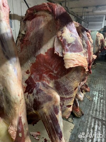 Мясо говядина