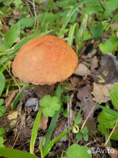 Грибы свежие подосиновики