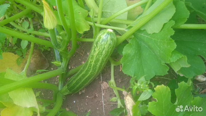 Домашние огурцы,кабачки,цукини