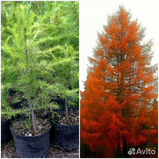 Саженцы лиственницы сибирской