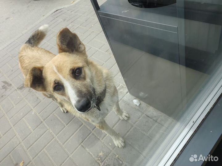 Продам собаку